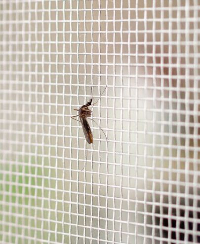 Protection efficace contre les moustiques avec moustiquaire sur mesure à Lyon