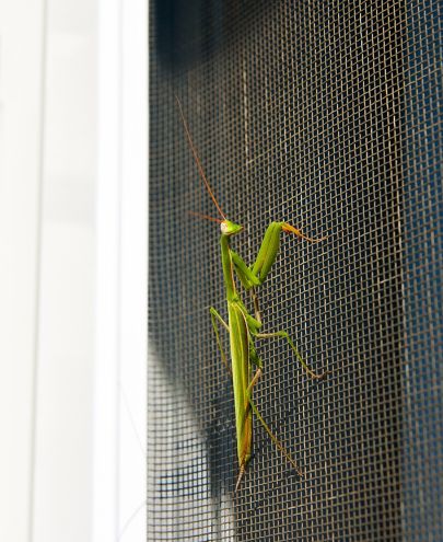 Toile de moustiquaire sur mesure haute résistance contre les insectes à Lyon